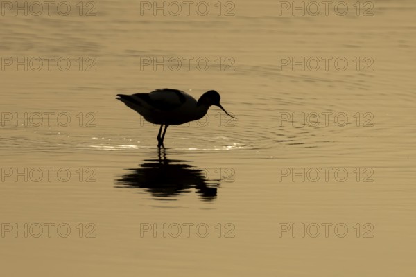 Pied avocet (Recurvirostra avosetta) silhouette of an adult wading bird in a shallow lagoon at