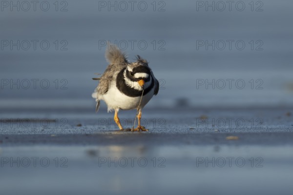 Ringed plover (Charadrius hiaticula) adult wading bird feeding on a worm on a beach, England,