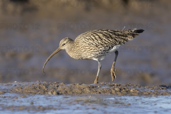 Eurasian curlew (Numenius arquata) adult wading bird on a mudflat feeding on a lugworm, England,