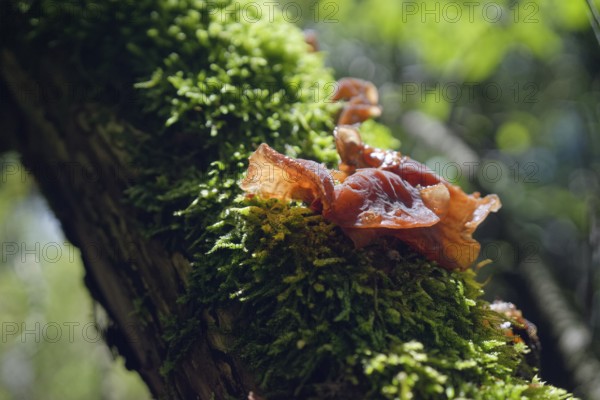 Judas ear (Auricularia auricula-judae), edible mushroom, fungus, moss, elder, elder tree, elder