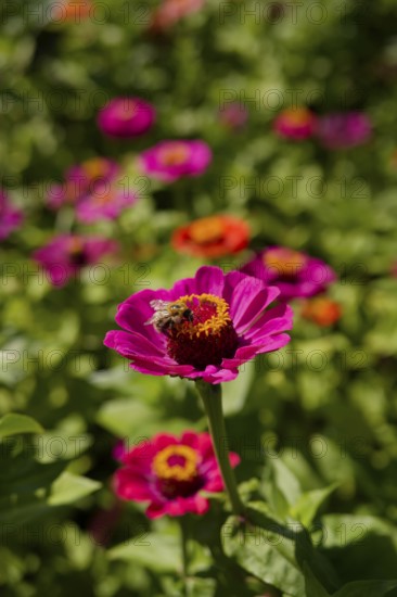 Bumblebee on zinnia (Zinnia), ornamental plant, wild bee, ornamental flower, garden flower, flower,