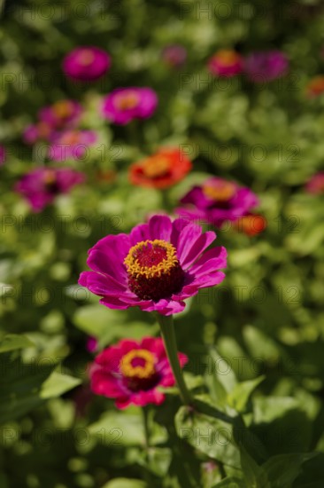 Zinnia (Zinnia), ornamental plant, ornamental flower, garden flower, flower, bee pasture, insect