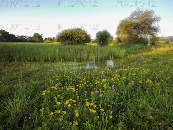 Meadow with flowering elecampane (Inula helenium), Schoren nature reserve, Mühlau, Freiamt, Canton,