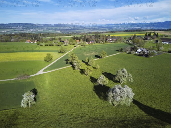 Blossoming pear trees and rape fields, behind the snow-covered Alpstein, Geltwill, Freiamt, Canton,