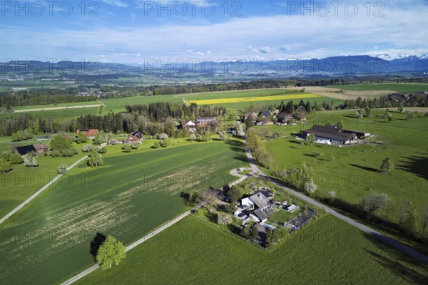 Blossoming pear trees and rape fields, the Reuss valley and the snow-covered Alps in the