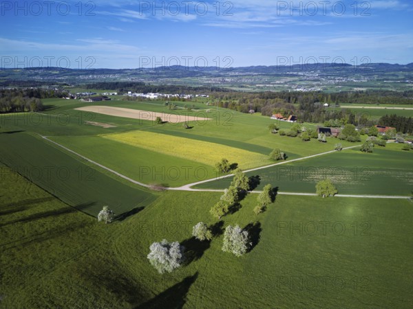 Blossoming pear trees and rape fields, in the background the Reuss valley, Geltwil, Freiamt,