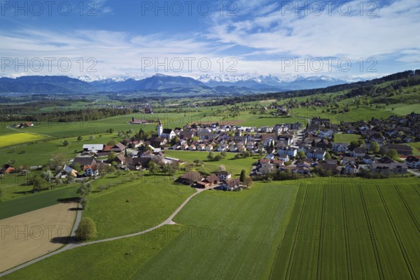 Village view with field of flowering rape, behind the Rigi and the snow-covered Alps, Beinwil,