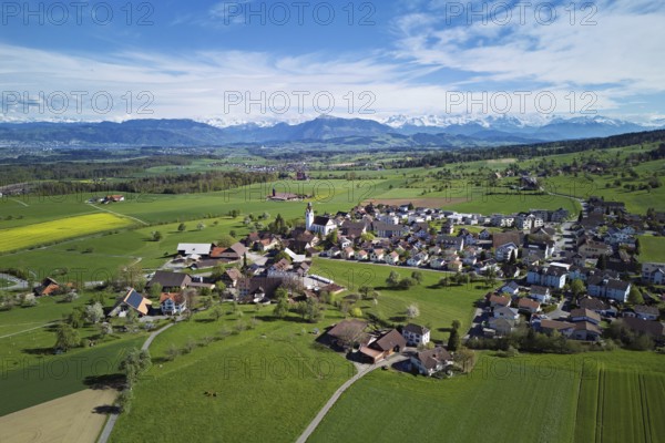 Village view with field of flowering rape, behind the Rigi and the snow-covered Alps, Beinwil,