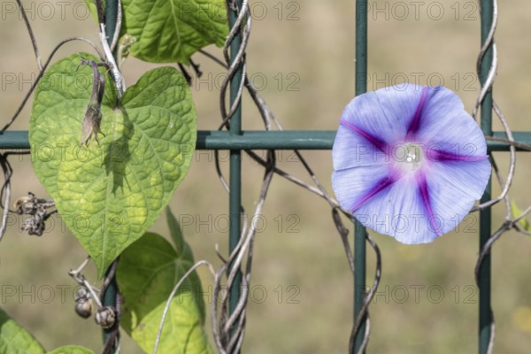 Funnel bindweed (Ipomaea tricolor), Emsland, Lower Saxony, Germany