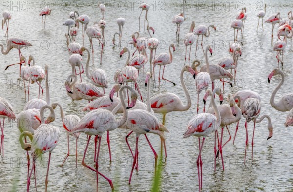 Lots of Flamingoes seen in the Regional Nature Park of the Camargue in Southern France
