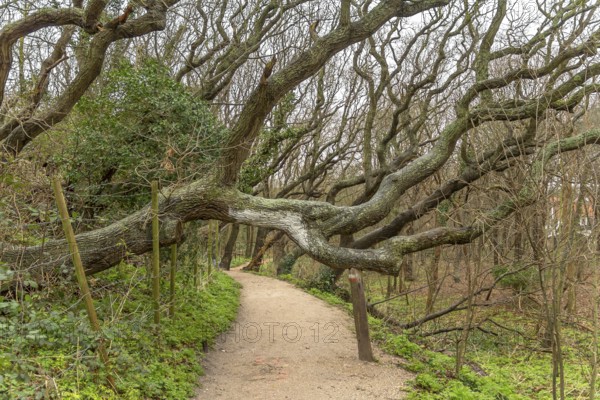 Coastal forest scenery with knaggy trees near Domburg in Zeeland, a province in the Netherlands at