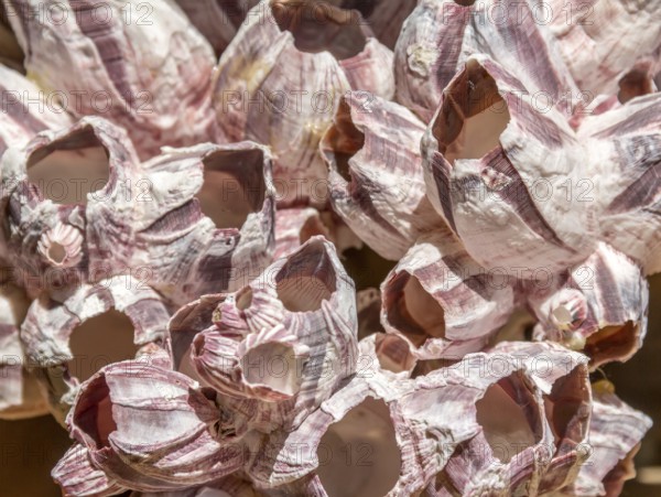 Sunny illuminated full frame barnacles closeup