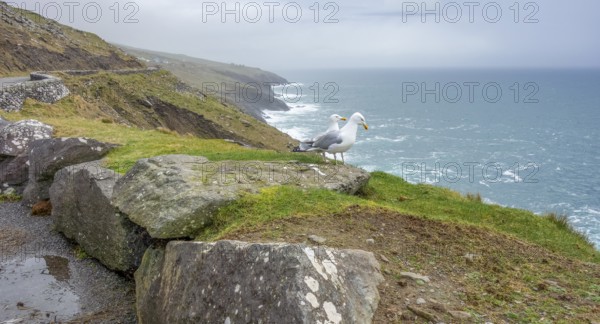 Coastal scenery including two seagulls near Dingle, a town in County Kerry, Ireland