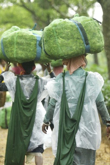 Agartala, Tripura, India, 17-07-2025: Tea garden workers covered themselves with plastic while they