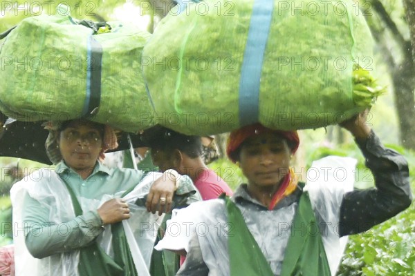Agartala, Tripura, India, 17-07-2025: Tea garden workers covered themselves with plastic while they