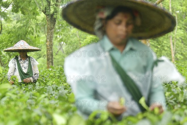 Agartala, Tripura, India, 17-07-2025: Tea garden workers covered themselves with plastic while they