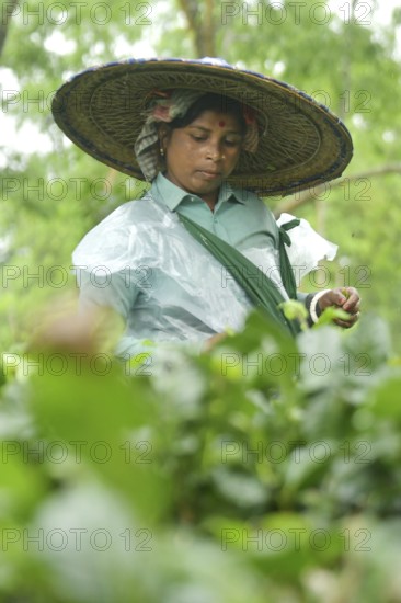 Agartala, Tripura, India, 17-07-2025: A tea garden worker covered herself with plastic while she