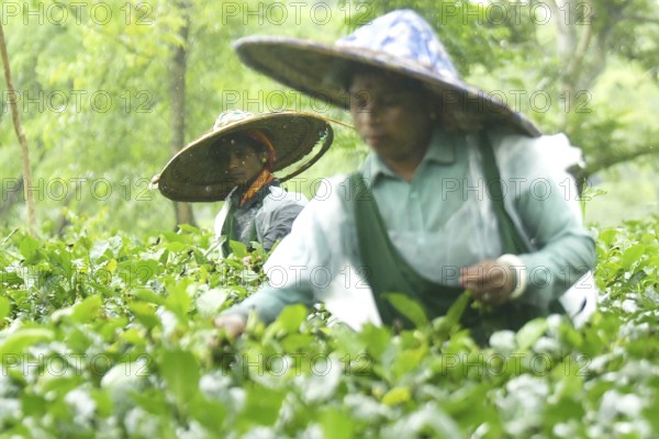 Agartala, Tripura, India, 17-07-2025: Tea garden workers covered themselves with plastic while they