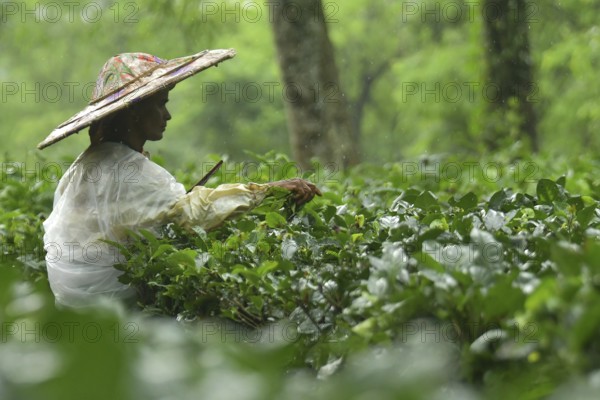 Agartala, Tripura, India, 17-07-2025: A tea garden worker covered herself with plastic while she