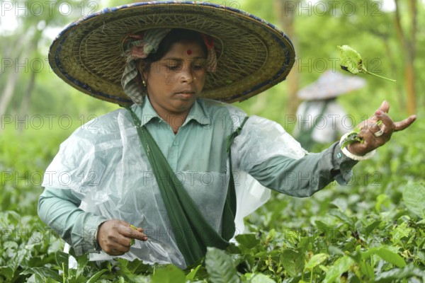 Agartala, Tripura, India, 17-07-2025: A tea garden worker covered herself with plastic while she