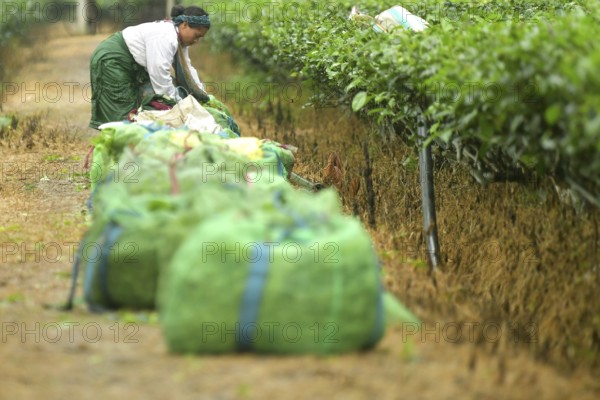 Agartala, Tripura, India, 17-07-2025: A tea garden worker works in a tea garden during a heavy rain