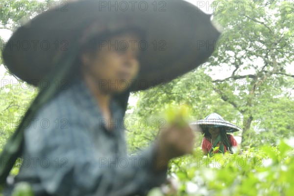 Agartala, Tripura, 17-07-2025: Tea garden workers pluck tea leaves during a heavy rain in Durgabari