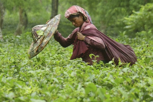 Agartala, Tripura, India, 17-07-2025: A tea garden worker works in a tea garden during a heavy rain