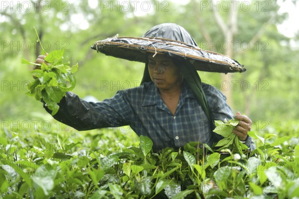 Agartala, Tripura, India, 17-07-2025: A tea garden worker works in a tea garden during a heavy rain