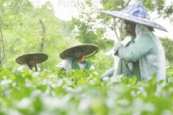 Agartala, Tripura, India, 17-07-2025: Tea garden workers covered themselves with plastic while they