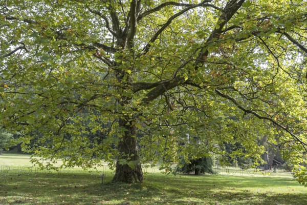 Oriental plane tree (Platanus orientalis), Arboretum Poortbulten, De Lutte, province of Overijssel,