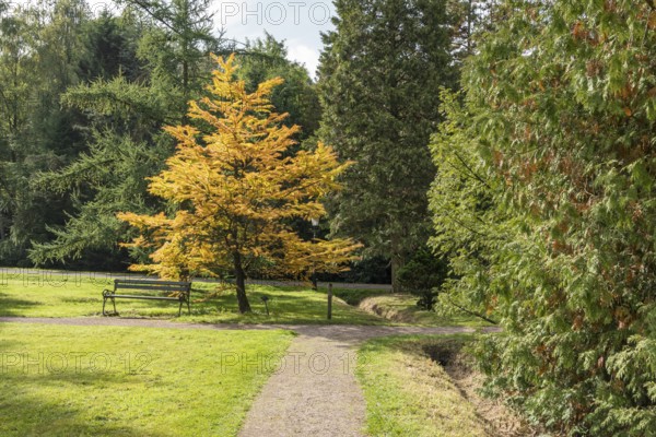 A yellow tree in autumn stands next to a park bench on a green area on a cloudy day, Arboretum
