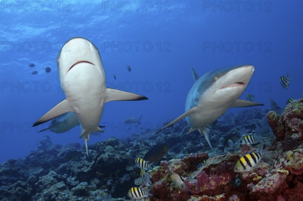 Underwater photo of two Grey reef sharks (Carcharhinus amblyrhynchos) swimming Grey reef shark