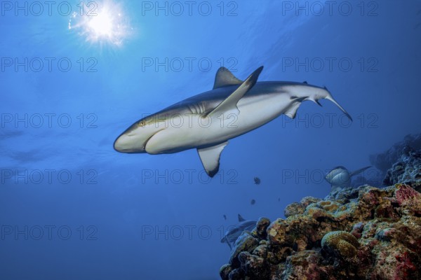 Underwater photo of Grey reef shark (Carcharhinus amblyrhynchos) swimming over reef edge edge of