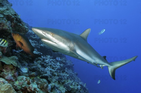Underwater photo of large specimen of great Grey reef shark (Carcharhinus amblyrhynchos) swimming