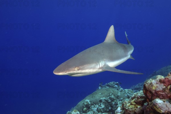 Underwater photo of Grey reef shark (Carcharhinus amblyrhynchos) swimming over reef edge edge of