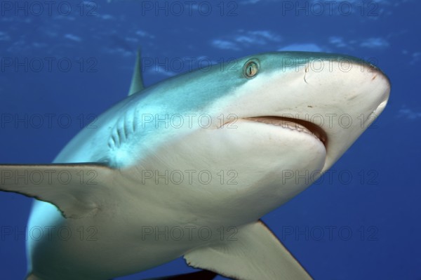 Underwater photo of close-up of Grey reef shark (Carcharhinus amblyrhynchos) swimming with spread