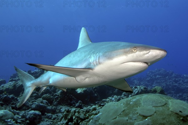 Underwater photo of large specimen of great Grey reef shark (Carcharhinus amblyrhynchos) swimming