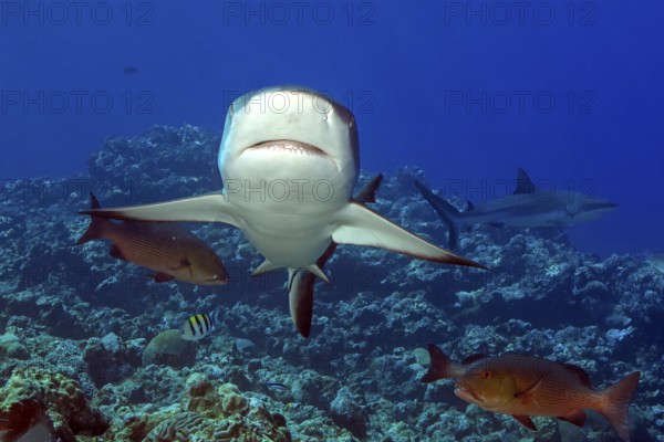 Underwater photo of Grey reef shark (Carcharhinus amblyrhynchos) swimming with spread fins slightly