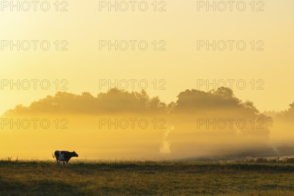 Morning atmosphere over the pasture, fog, domestic cattle (Bos taurus) on the pasture,