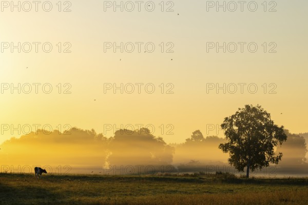 Morning atmosphere over the pasture, fog, domestic cattle (Bos taurus) on the pasture,