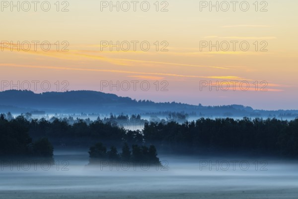 Morning atmosphere in the moor, mixed forest, birch (Betula), birch family (Betulaceae), wet