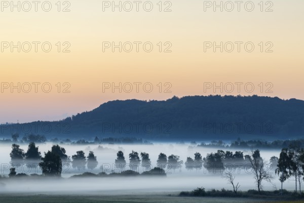 Morning atmosphere in the moor, birch trees (Betula), birch family (Betulaceae), wet meadow, dawn,