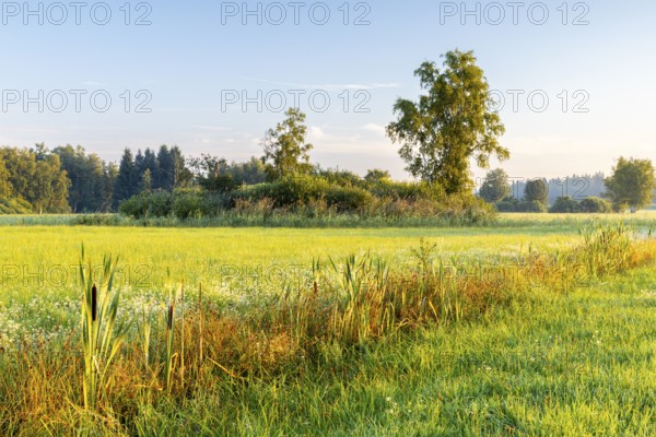 Drainage ditch in wet meadow, cattail (Typha), sweet grasses (Poaceae), fog, birch, birch family