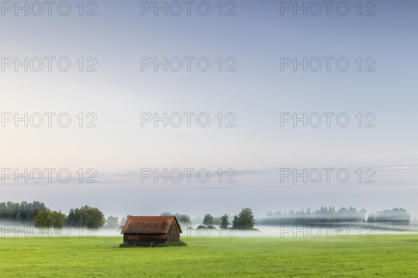 Wooden hut in wet meadow, fog, birch, birch family (Betulaceae), Wilhelmsdorf, Pfrunger-Burgweiler