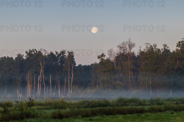 Morning atmosphere in the moor, full moon over the forest, fog, birch (Betula), birch family