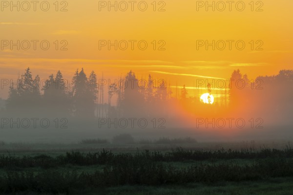 Morning atmosphere in the moor, mixed forest, sunrise, dawn, fog, Pfrunger-Burgweiler Ried,