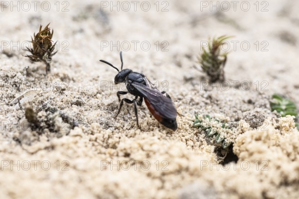 Bug wasp (Astata boops), Emsland, Lower Saxony, Germany