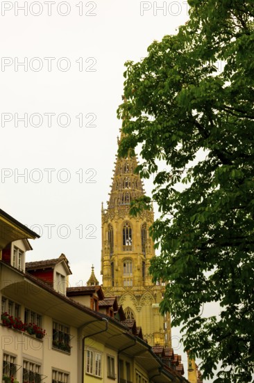 Beautiful Münster Cathedral of St Vincent with Tower and Tree Branch and Sky in City of Bern,