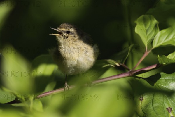 A chiffchaff (Phylloscopus collybita), young bird, sitting on a branch amidst green leaves and