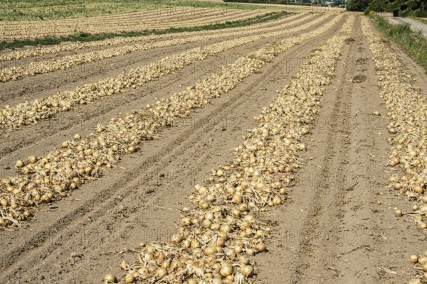 Yellow onions lying in rows in fields for drying in Ystad municipality, Skåne county, Sweden,
